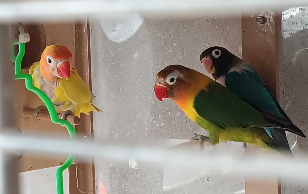 2 perechi papagali Agapornis + colivie mare cu 2 cuiburi