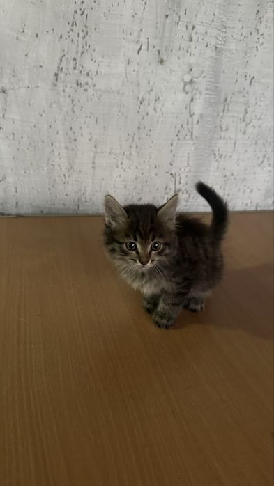 Котенки в добрые руки