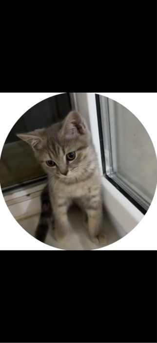 Британский котёнок мальчик 2,5 месяц