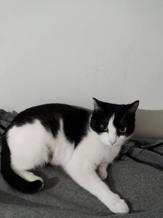 Отдам милых котеек