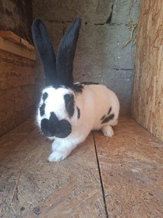 Iepuri fluture german!