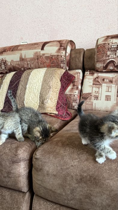 Отдаем котят в хорошие руки