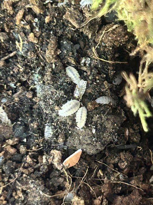 Isopods / izopode si springtails pentru terarii