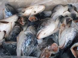 Сёмга,голова Сёмги