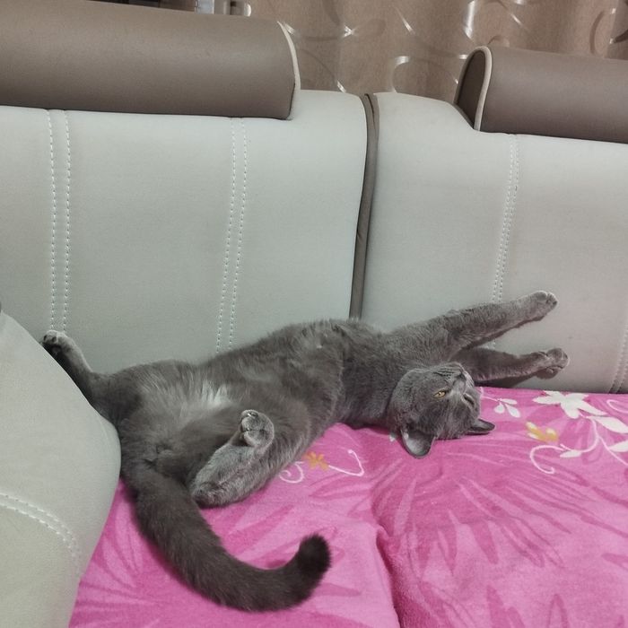 Породистая кошка британка девочка 150долларов .цена договорная.