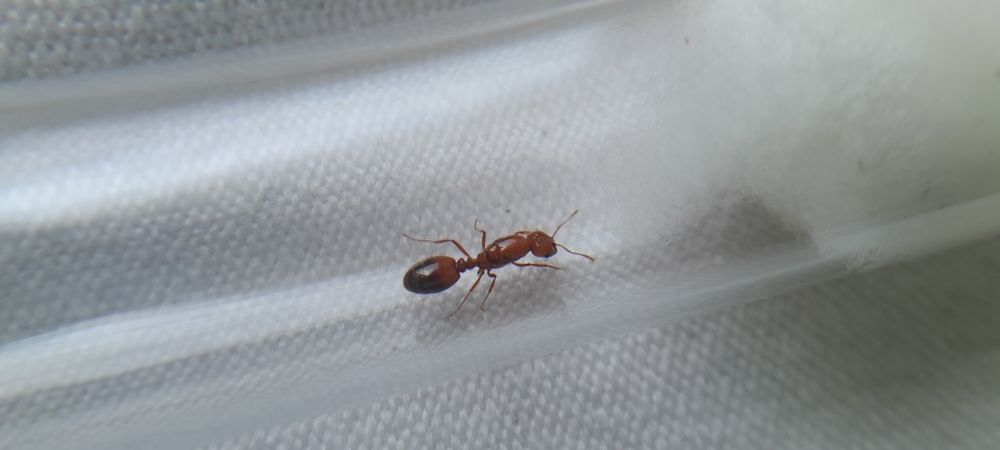 Муравьи разных видов в наличии