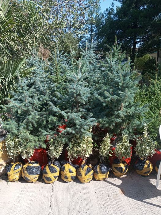 Galuboy yel  Va boshqa har xil Sovuqqa chidamli oʻsimlik va gullar