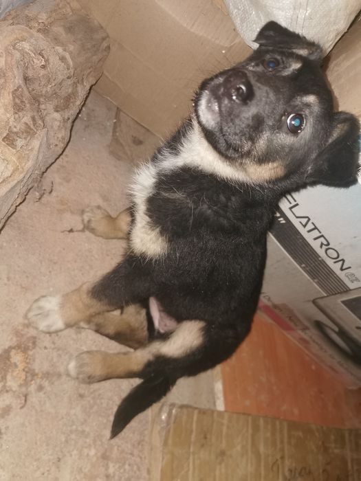 Отдам щенка в добрые руки, очень добрый и ласковый