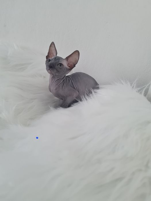 Pisică sphynx mascul blue