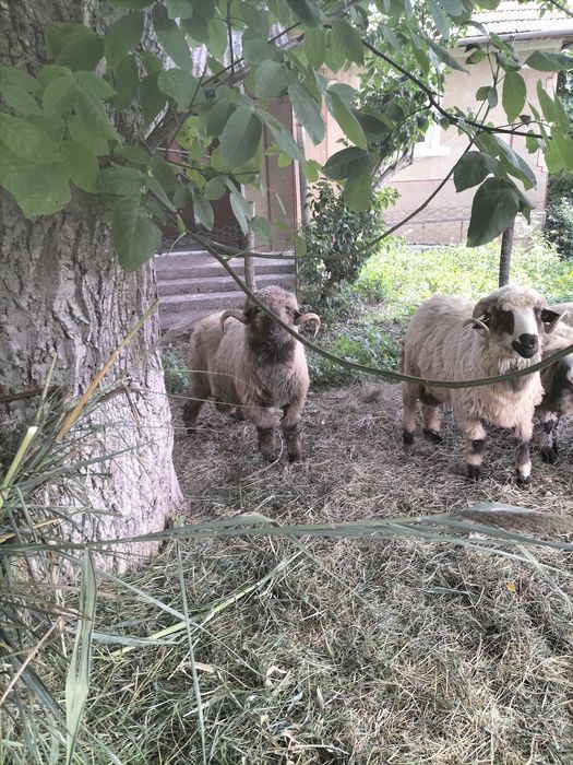 Vând 2 berbeci bucălai și unul oachrș, miori, preț neg.