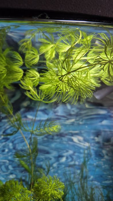Растения для аквариума.