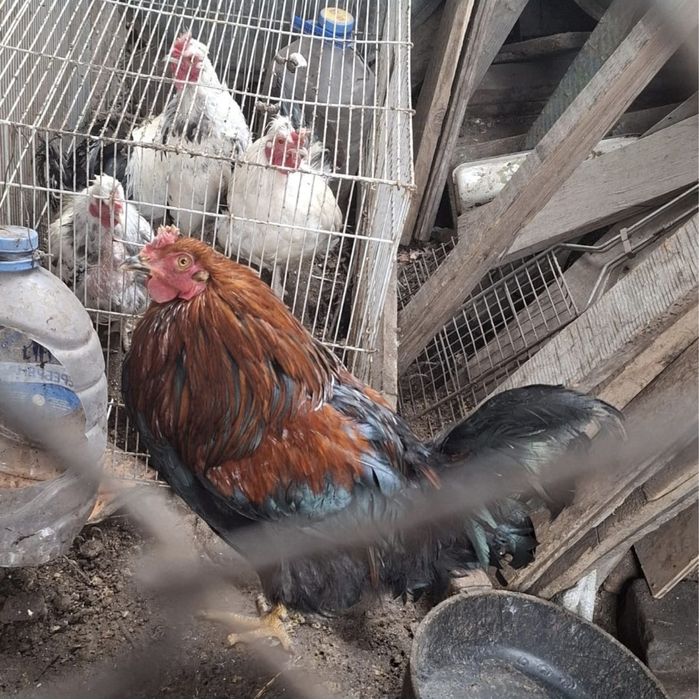Продам петухов и курочку