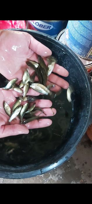 Puiet crap Salonta și crap romanesc. Scoatem și iarna puiet !!!