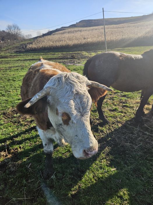 Juninca bălțată romanească