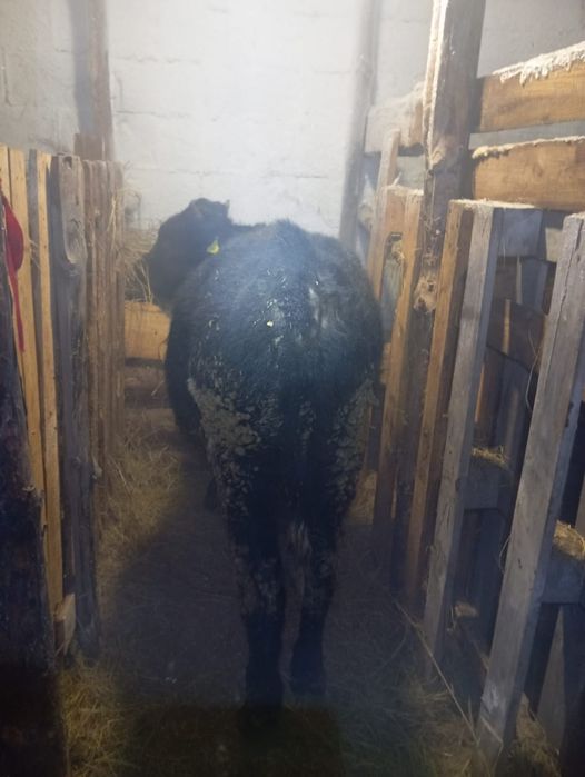 Продам бычок 11 месяцев.