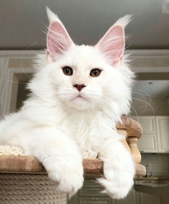 Эксклюзив! Снежные МЕЙН КУНЫ  , под Резерв