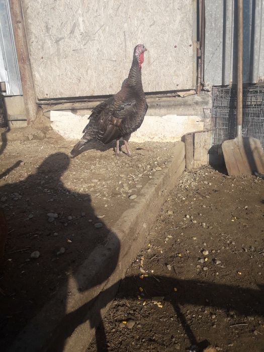 Vând curci și bibilici