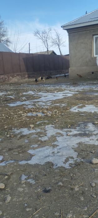 Продам дакан есть куры и пидухи