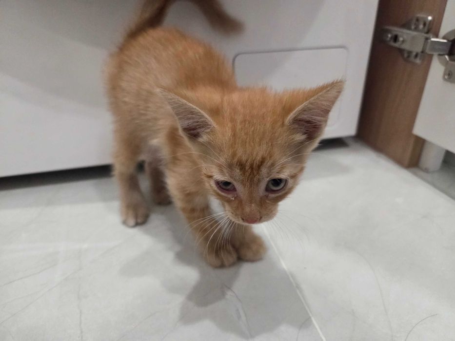 Котенок, девочка