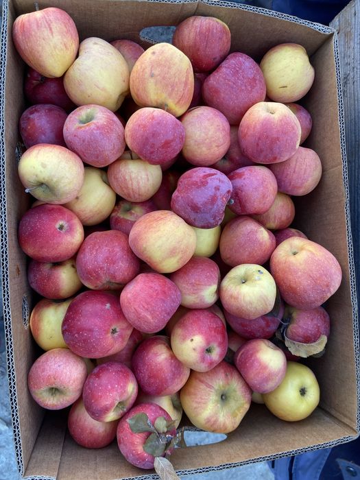 Vand mere Idared, Golden, Florina