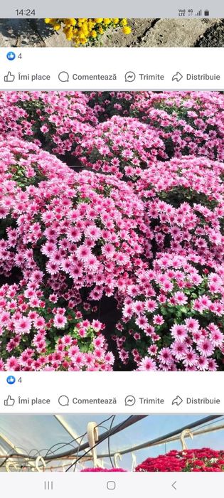 Vând crizanteme multiflora