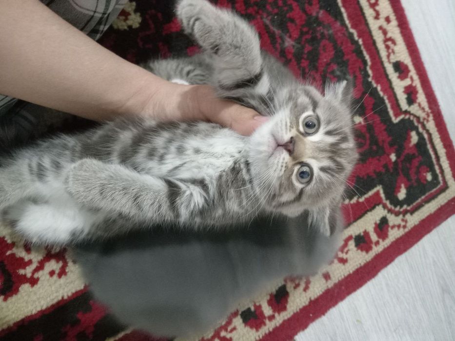 Продаю породистых котят скотишфолд и скотишстрайт