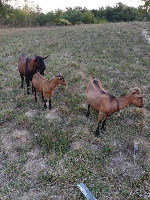 Vand țap și capre alpin francez