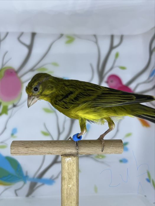 Canari rasa spaniola