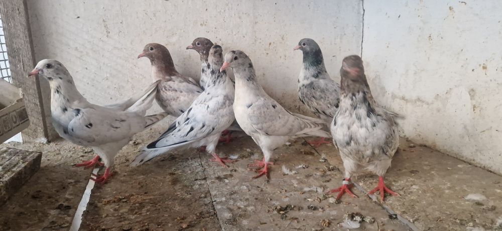 молодые пискуны гульсары и челкари