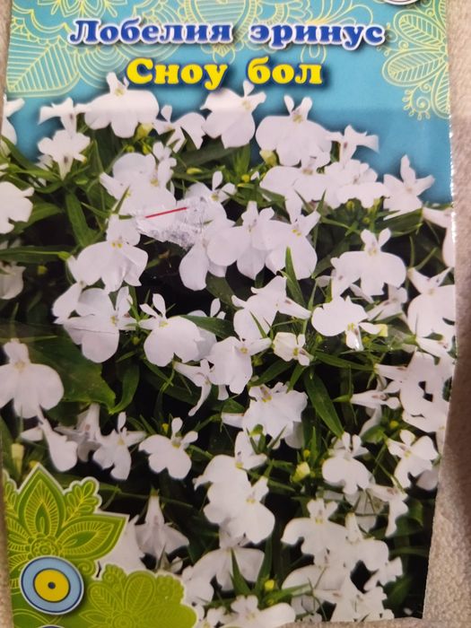 Продам лобелию,рассада