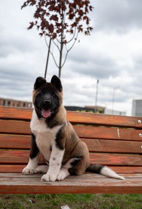 Femelă Akita American