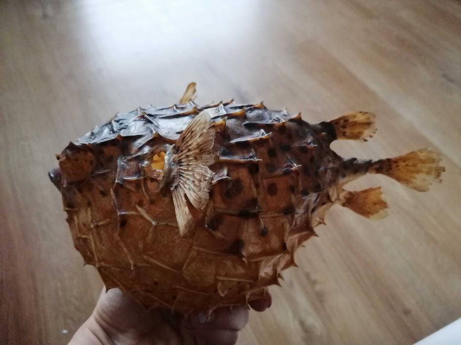 Препарирана риба балон