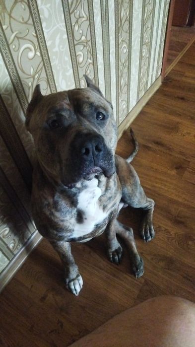 Вязка стаффордширский терьер