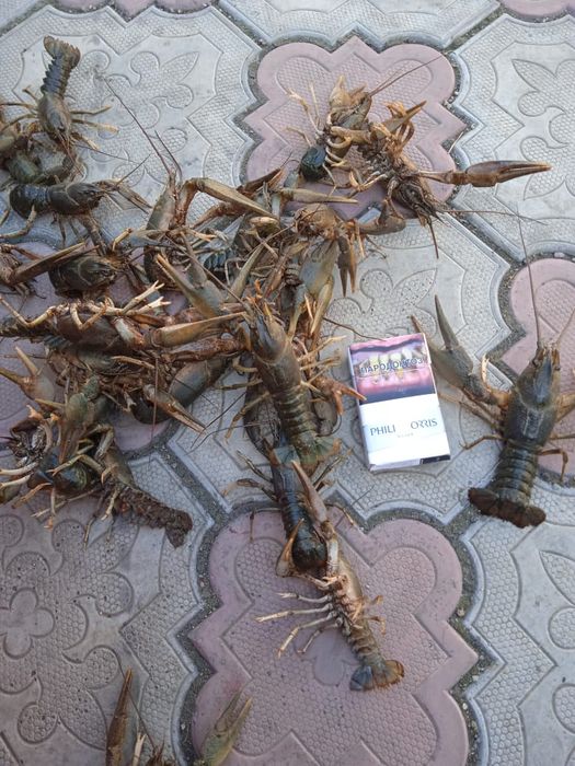 Раки раки раки раки