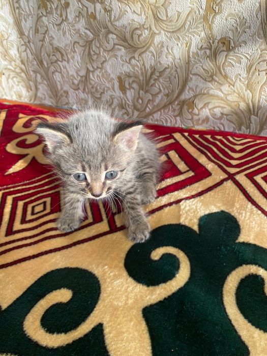 Кошка.         .