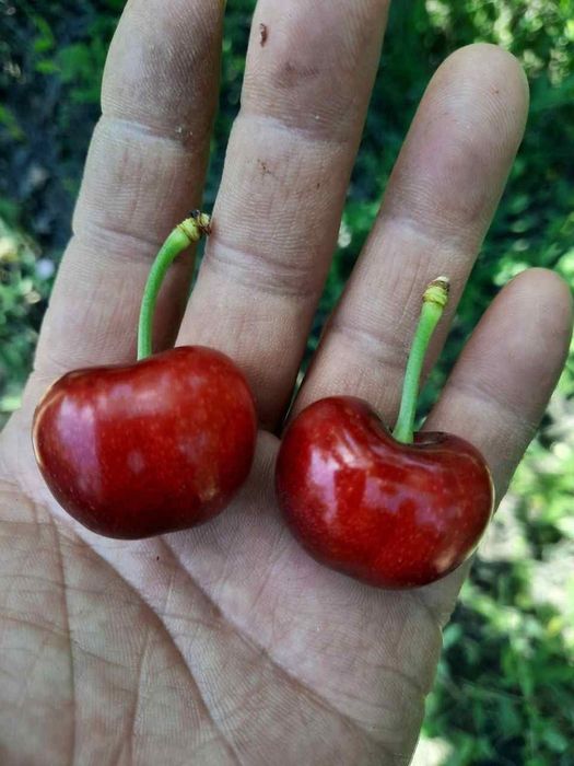 Svet aryana Samet Magigon Lapens jaentret eng yangi GILOS sortlari bor