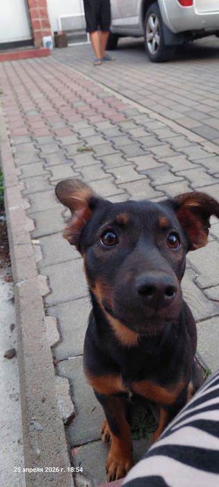 Щенок девочка бесплатно