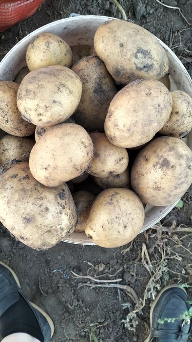 Продаю домашнюю картошку