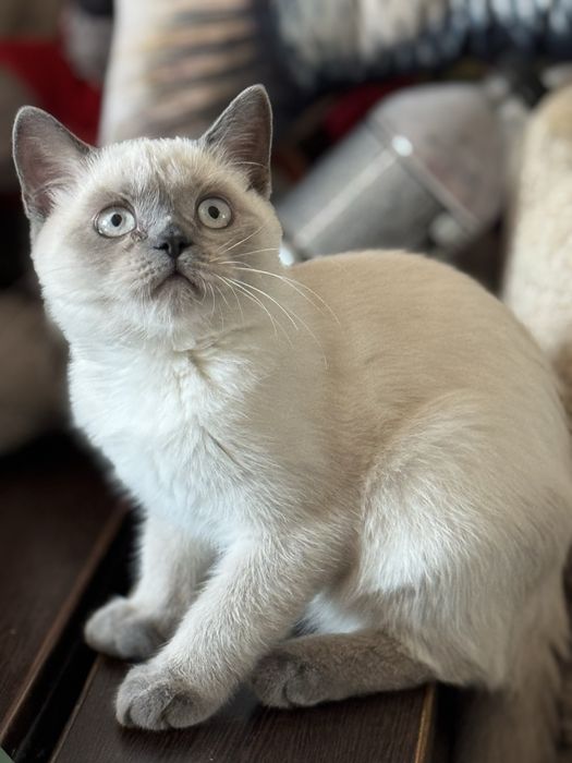 Котёнок бесплатно