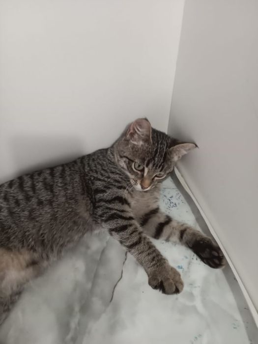 Отдам котенка  девочку в добрые руки
