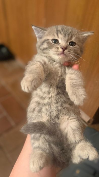 Отдам котят в хорошие руки!!!