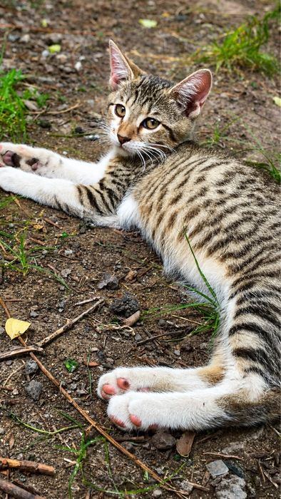 Котята ищут дом (=^･ω･^=)