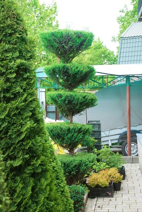 daraxt kesish malakali mevali daraxlarni xosilga tayorlash