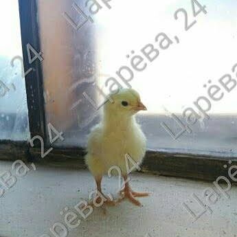 Цыплята бройлерные недельные Росс-308