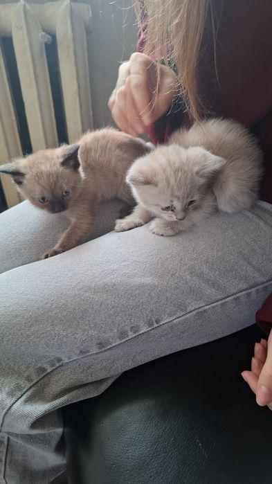 Отдам котят в добрые руки