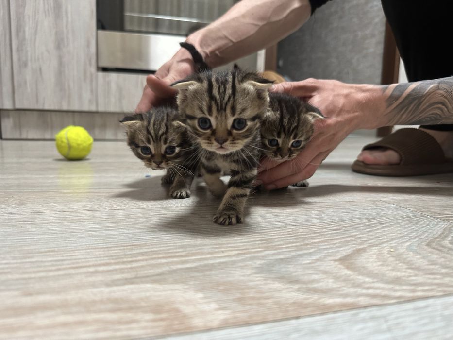 Породистые котята