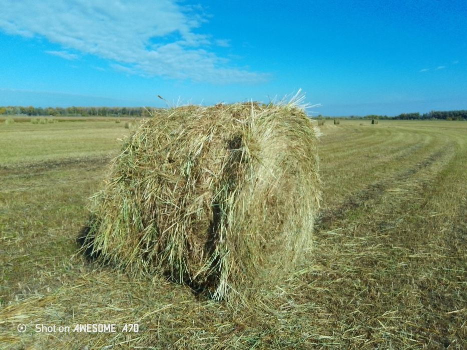 Сено рулон тюк шөп пресс