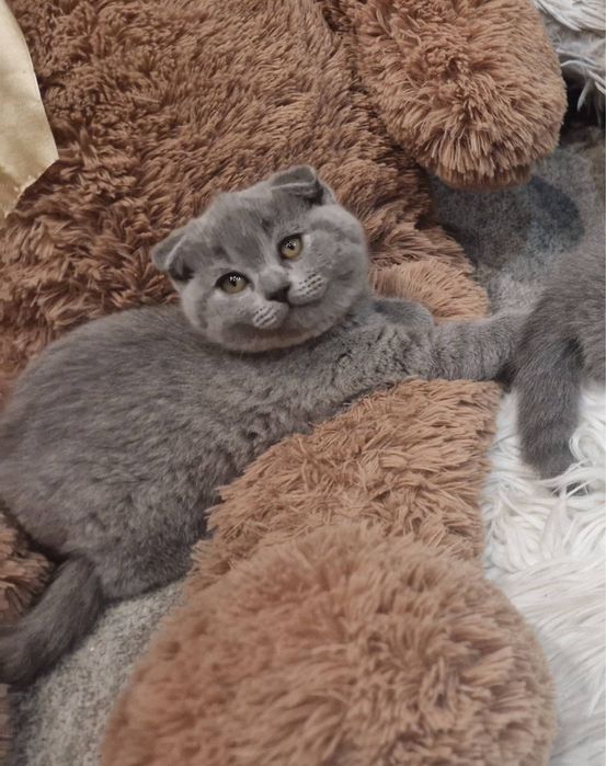 Шотлански късокосмести котенца