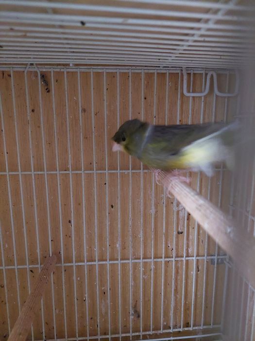 Canari slavujar inelati 25.băieți