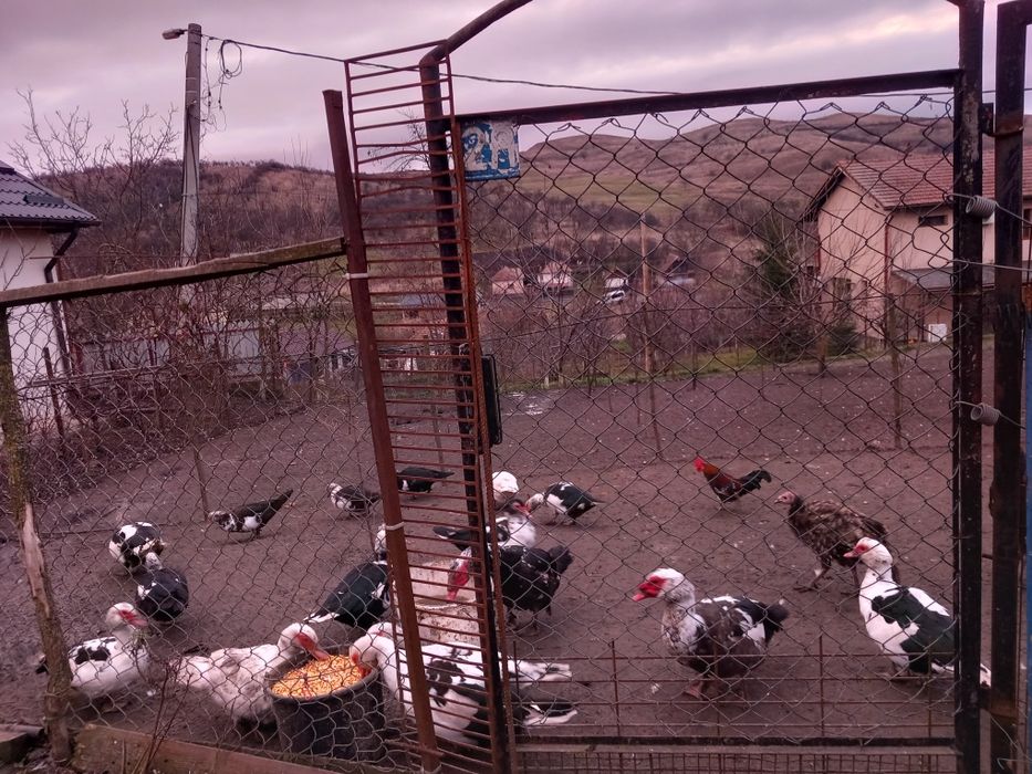 Pentru cine doreste.